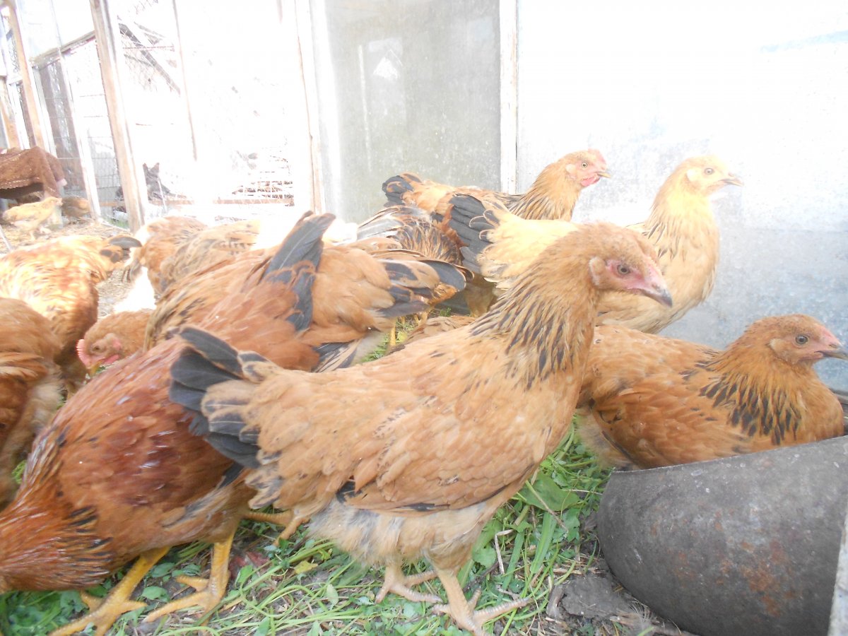 Гнезда для кур Кучинская Юбилейная