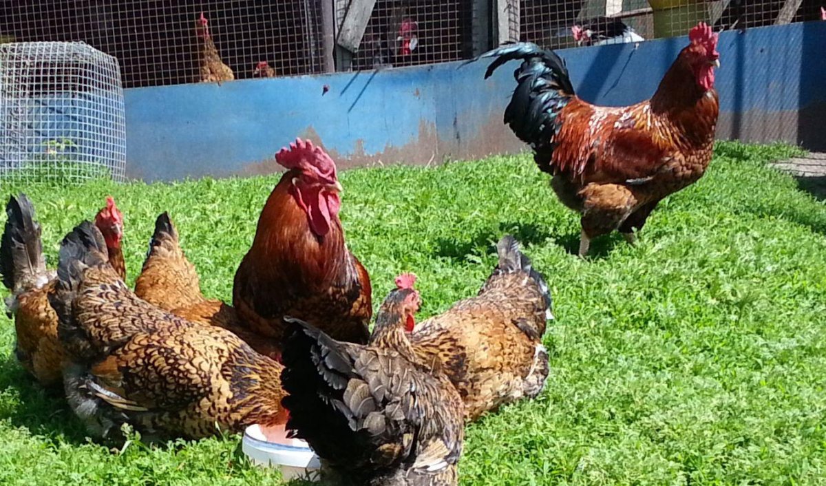 Кучинские юбилейные петухи