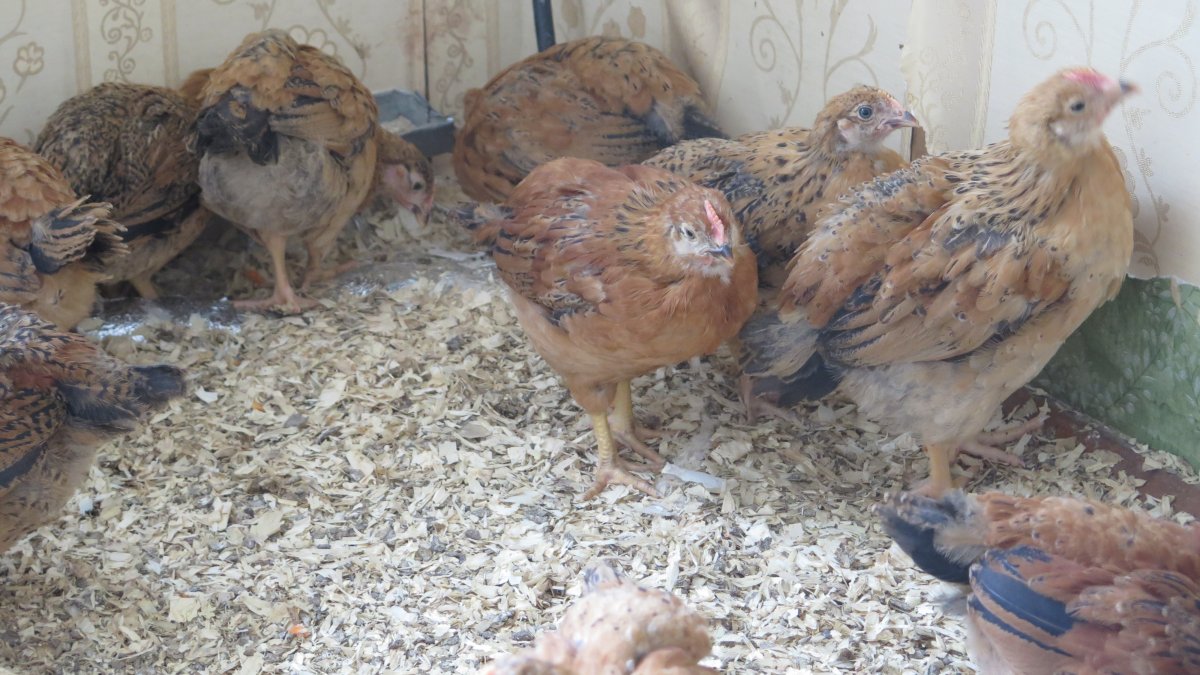 Купить Кучинских юбилейных кур в Тульской области