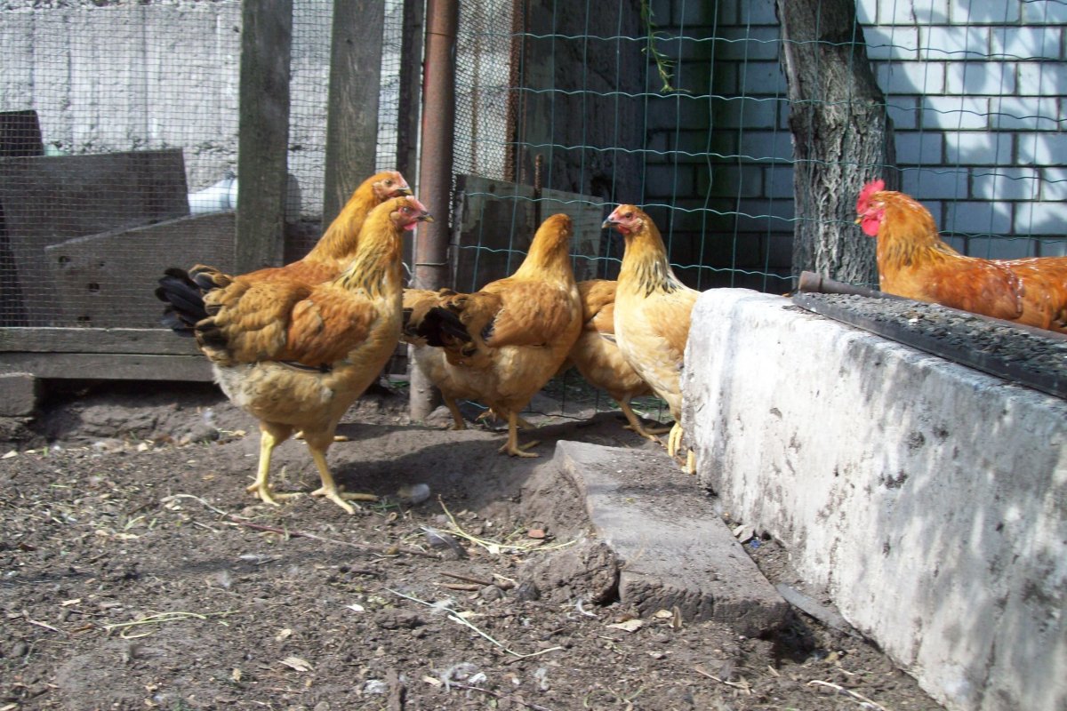 Кучинская Пушкинская