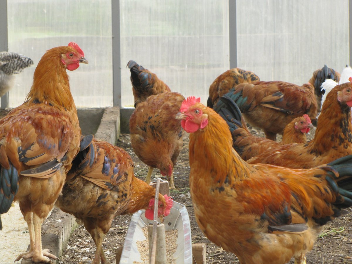 Кучинская Юбилейная молодки