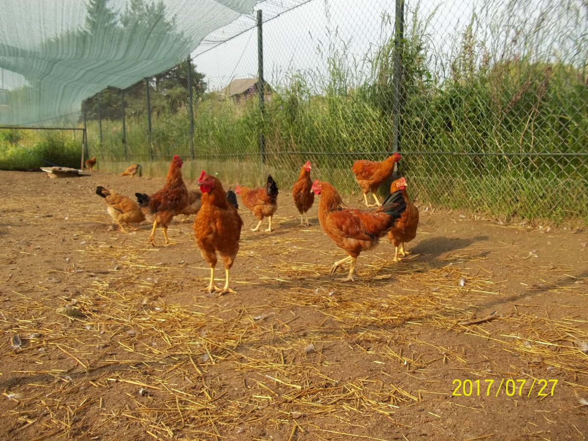 Кучинские пацаны