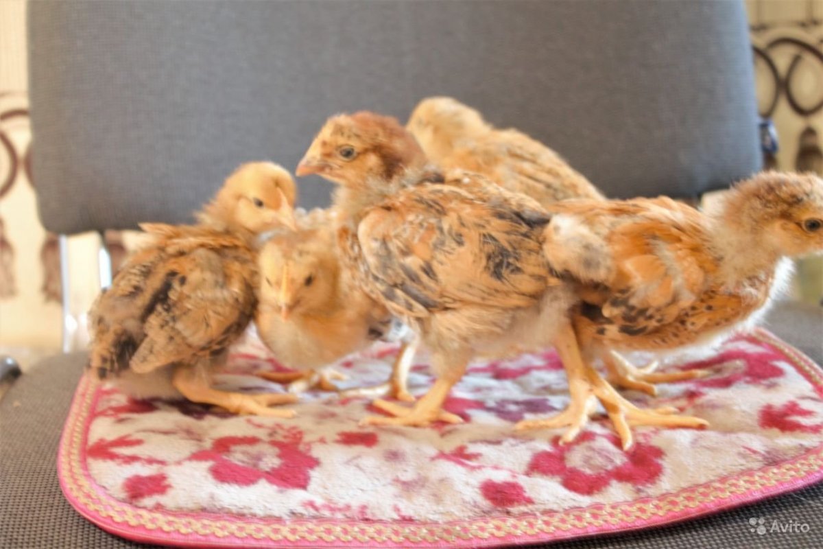 Куры несушки Кучинская Юбилейная