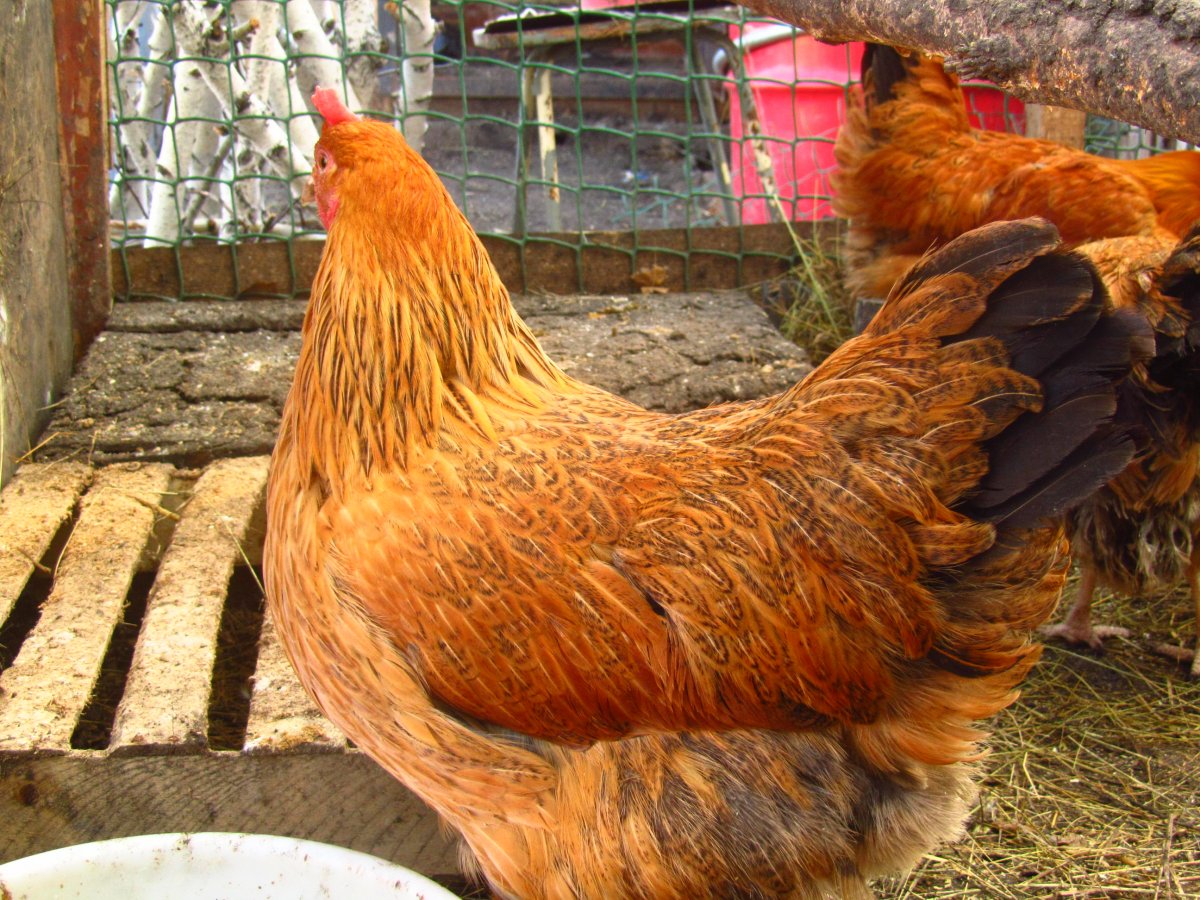 Кучинская Юбилейная цыплята фото