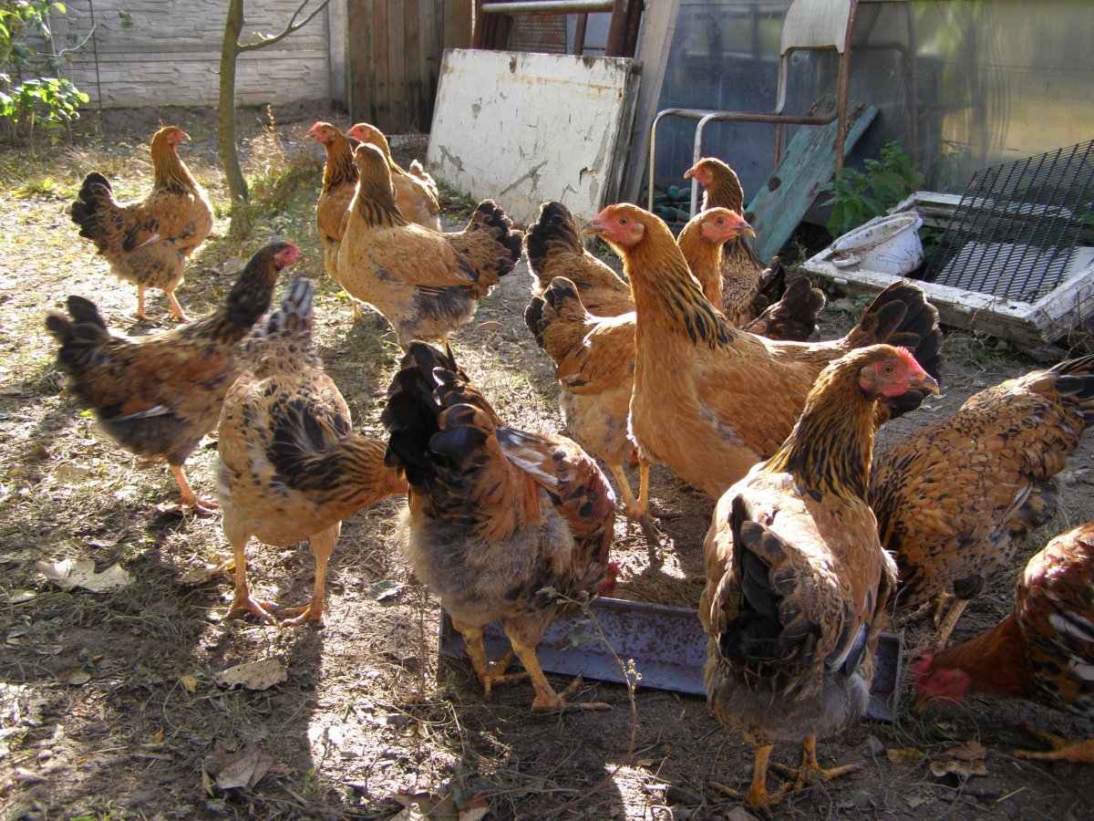 Кучинская Юбилейная цыплята