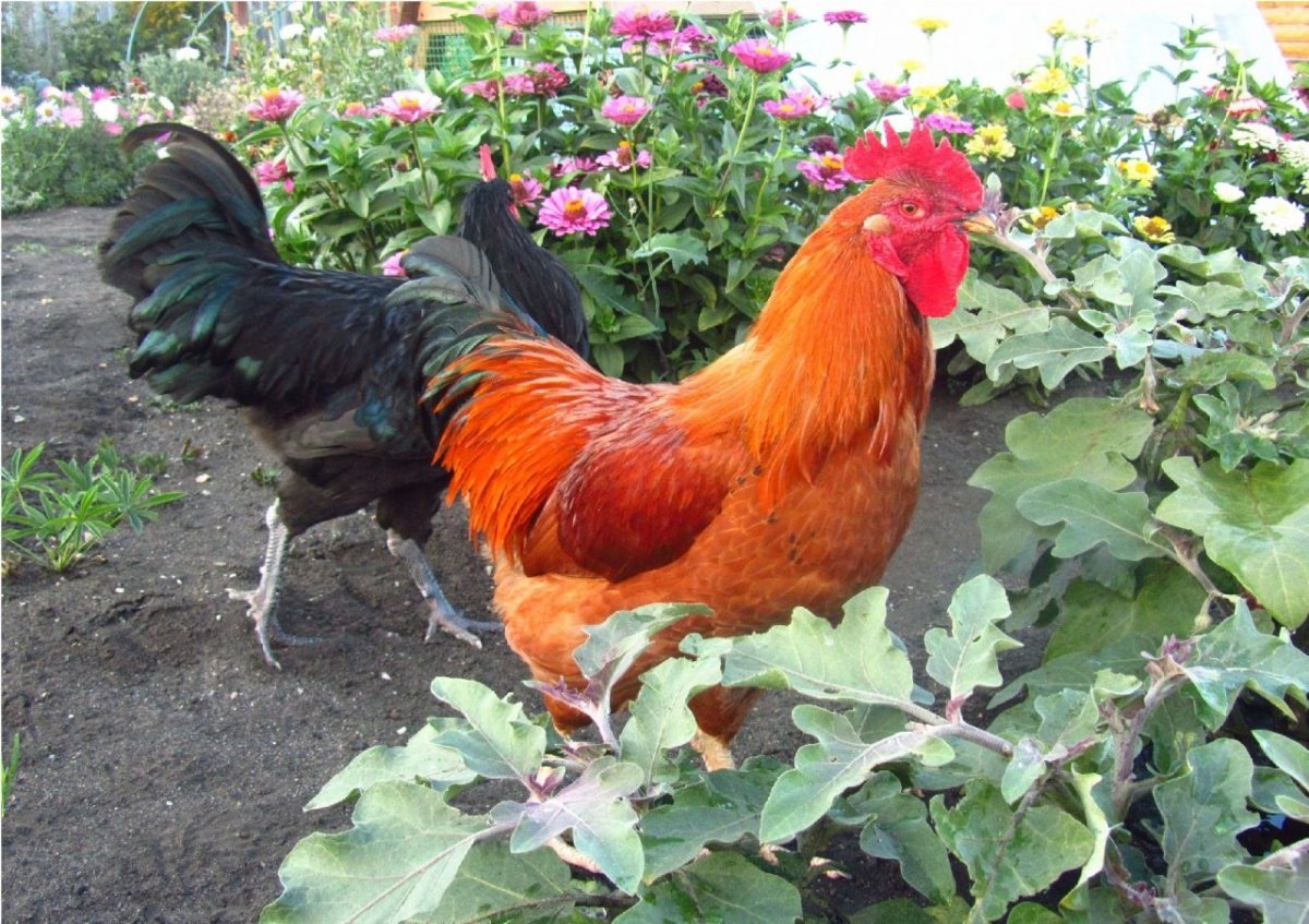 Куры Кучинская Юбилейная