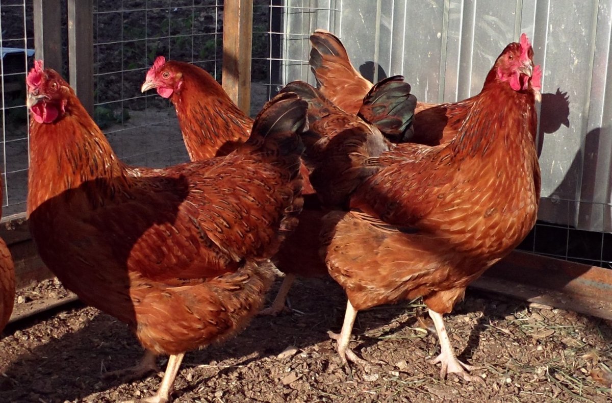 Кучинская Юбилейная