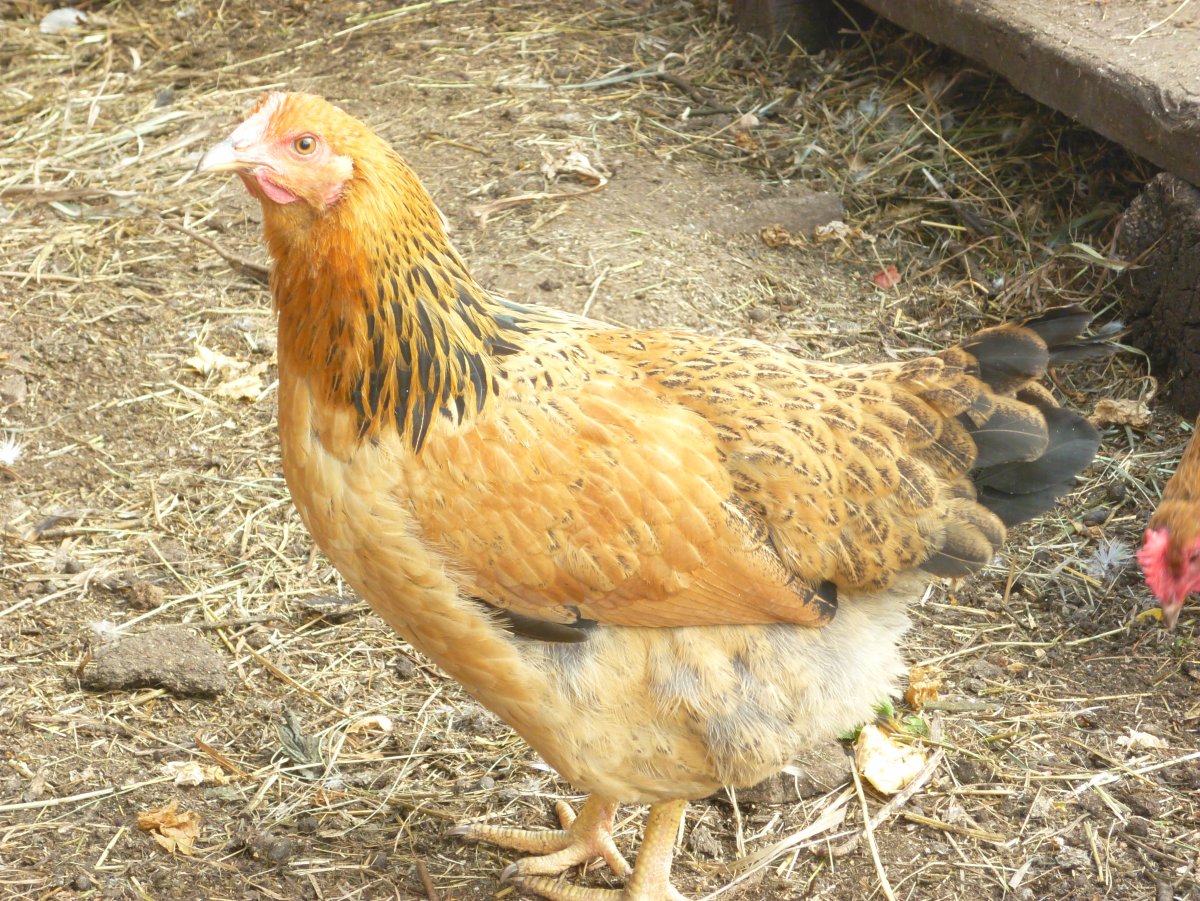 Кросс Кучинская Юбилейная