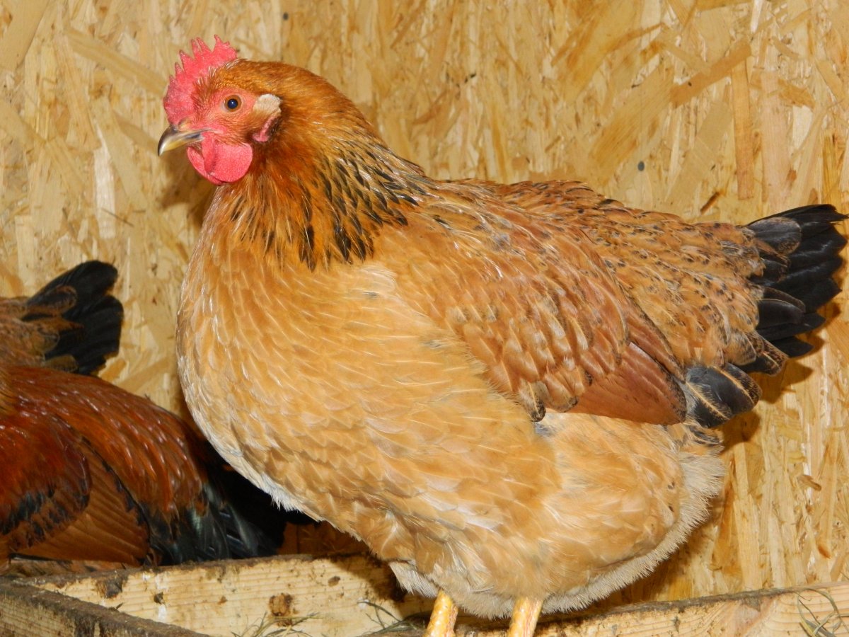 Несушка Кучинская Юбилейная.