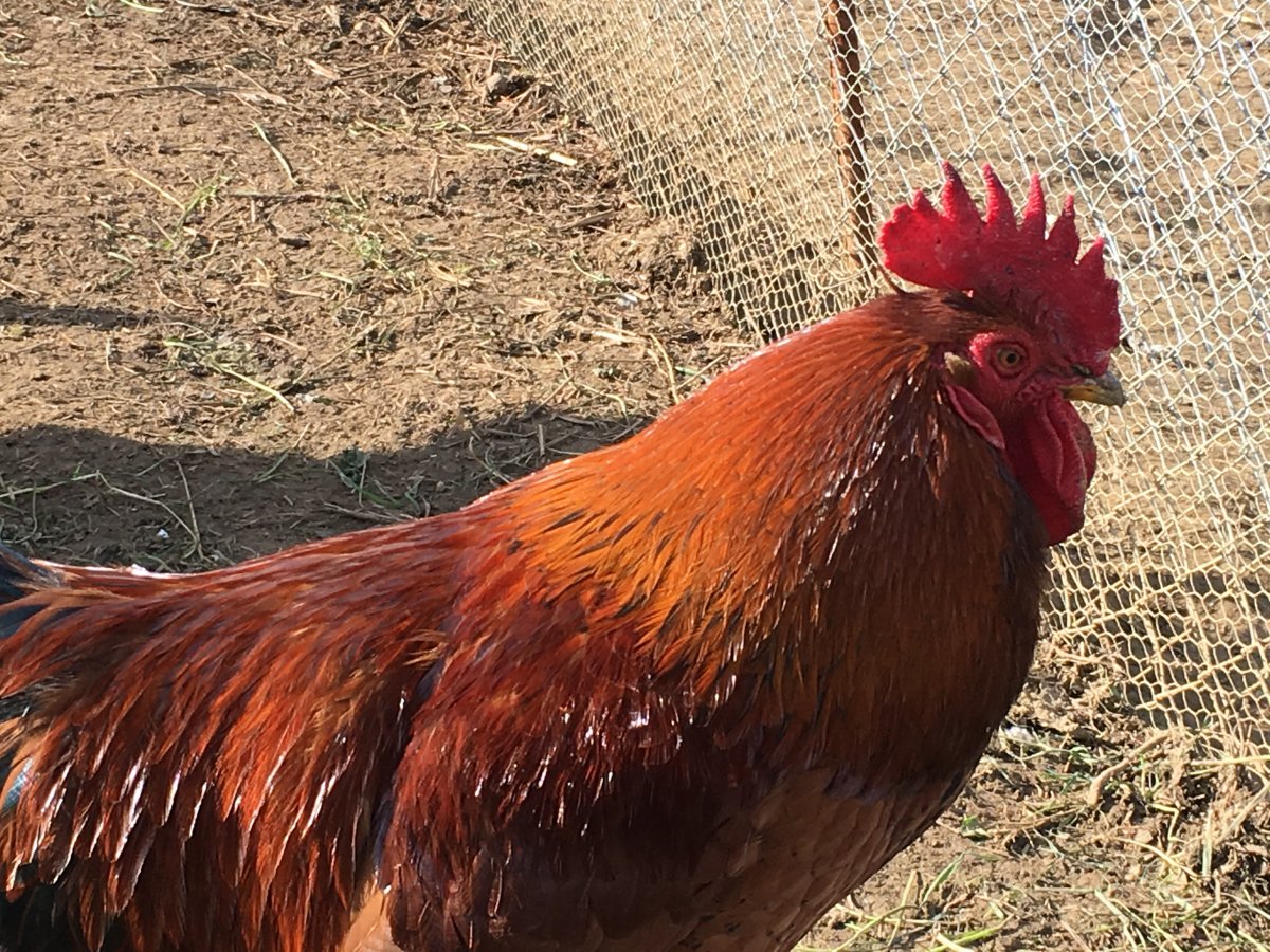 Генофонд порода кур