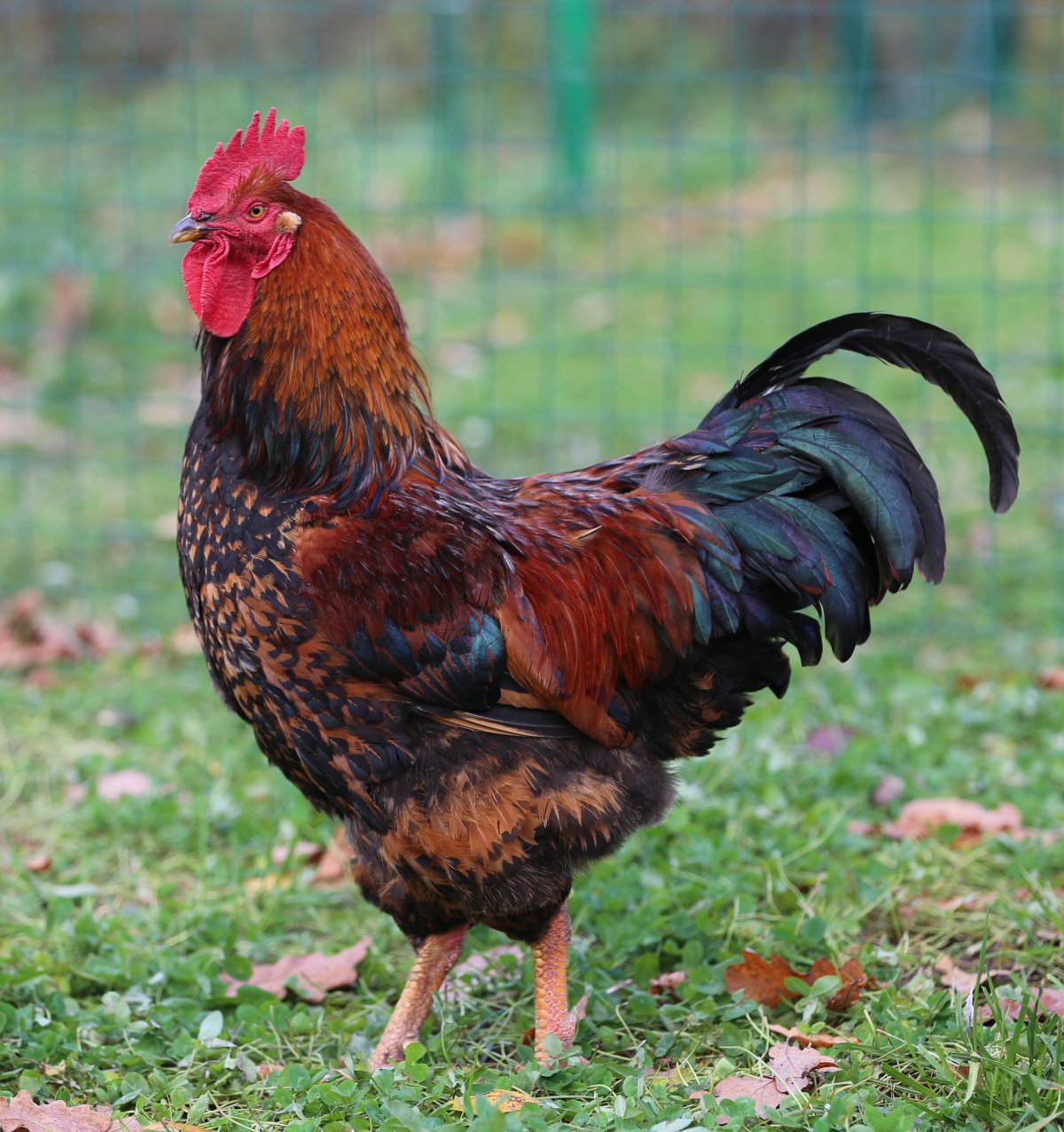 Куры Кучинская Юбилейная