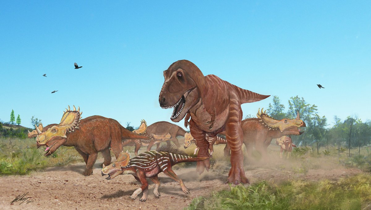 Zhuchengtyrannus Magnus