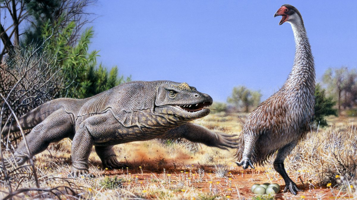 Гигантский австралийский Варан (МЕГАЛАНИЯ)