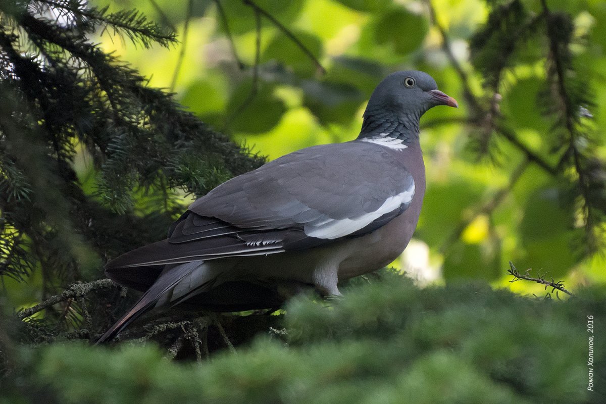 Дикий голубь витютень