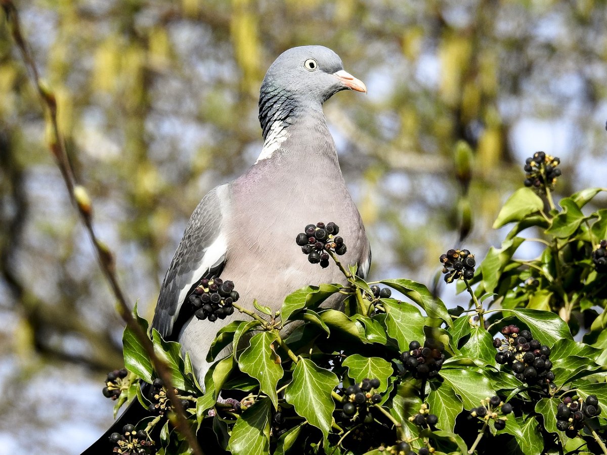 Вяхирь (Columba palumbus)