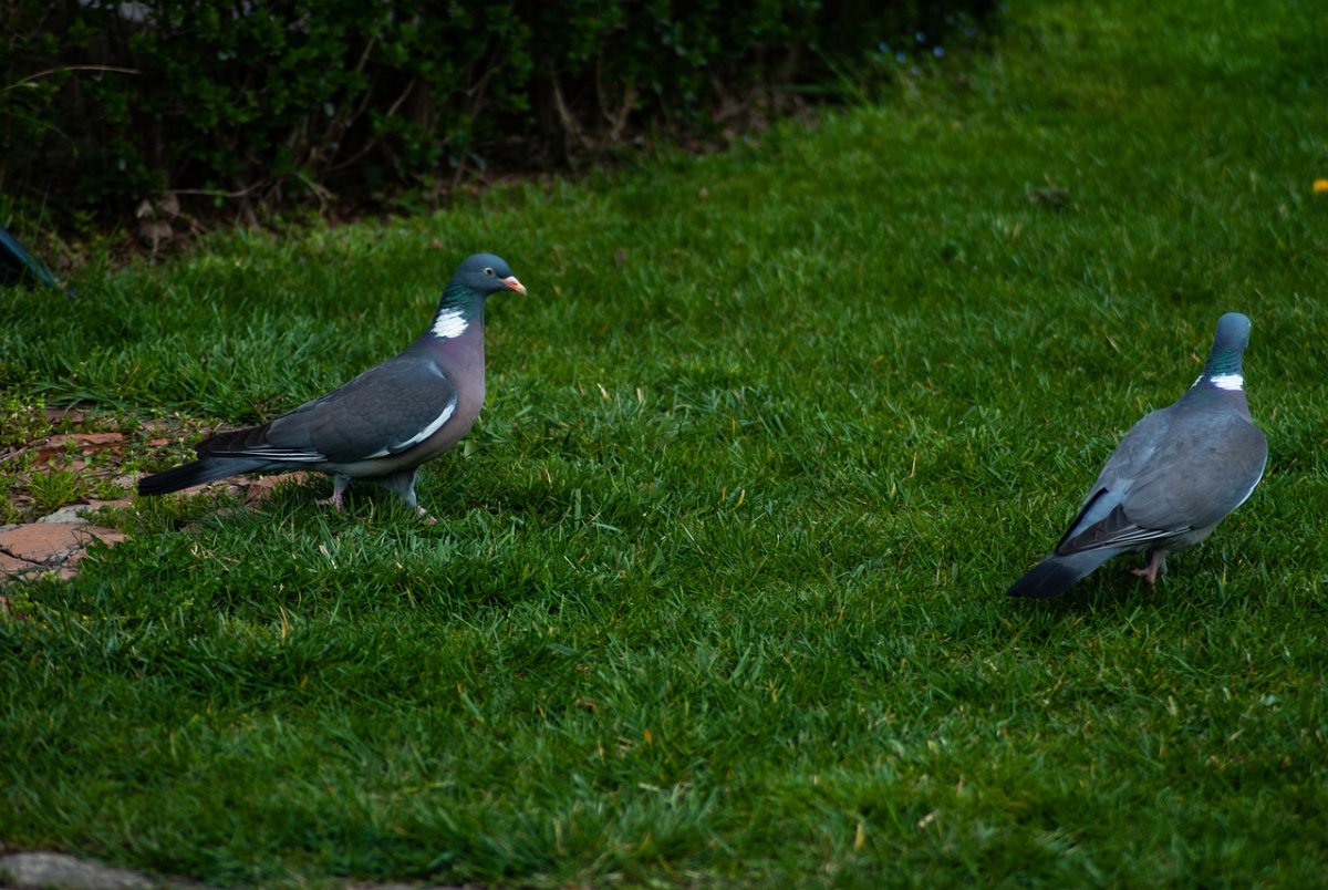 Вяхирь обыкновенный