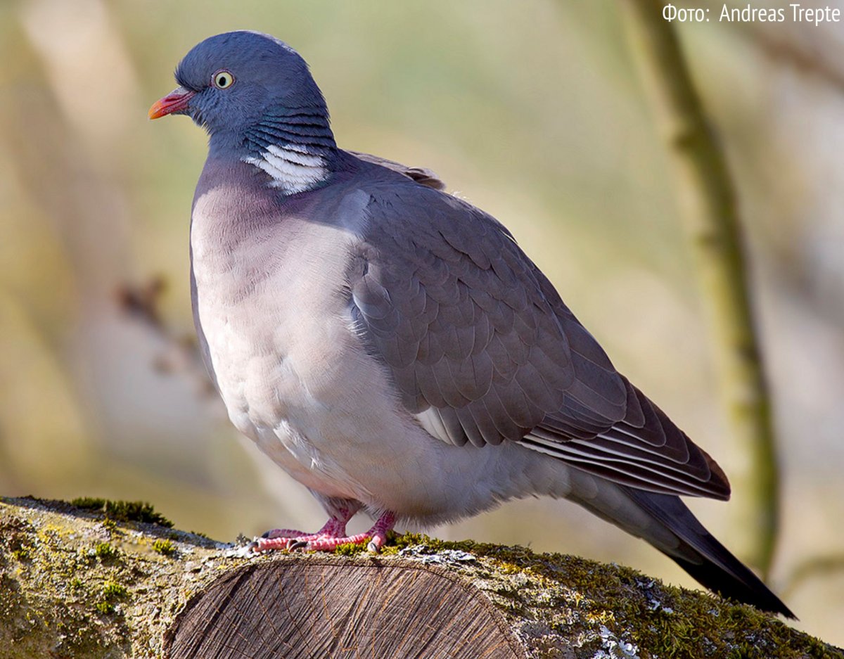 Лесной голубь вяхирь Горлица