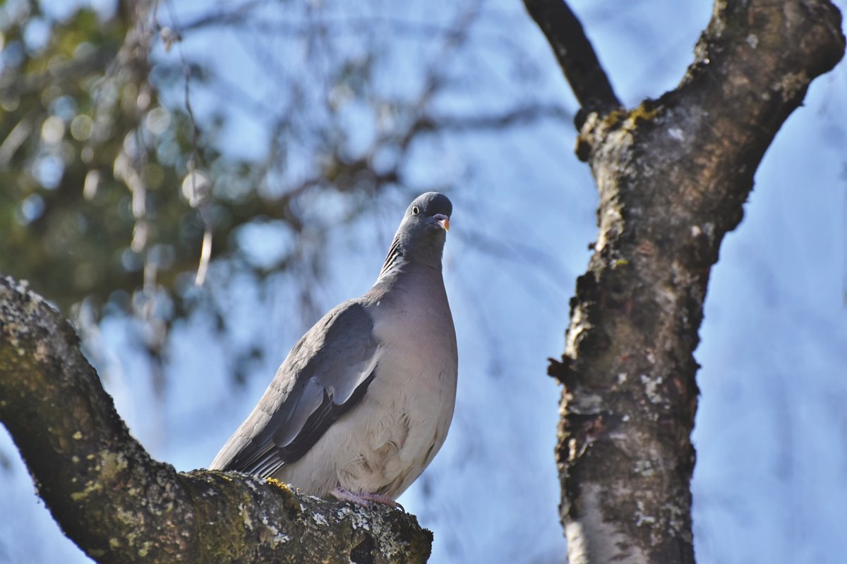 Вяхирь Горлица