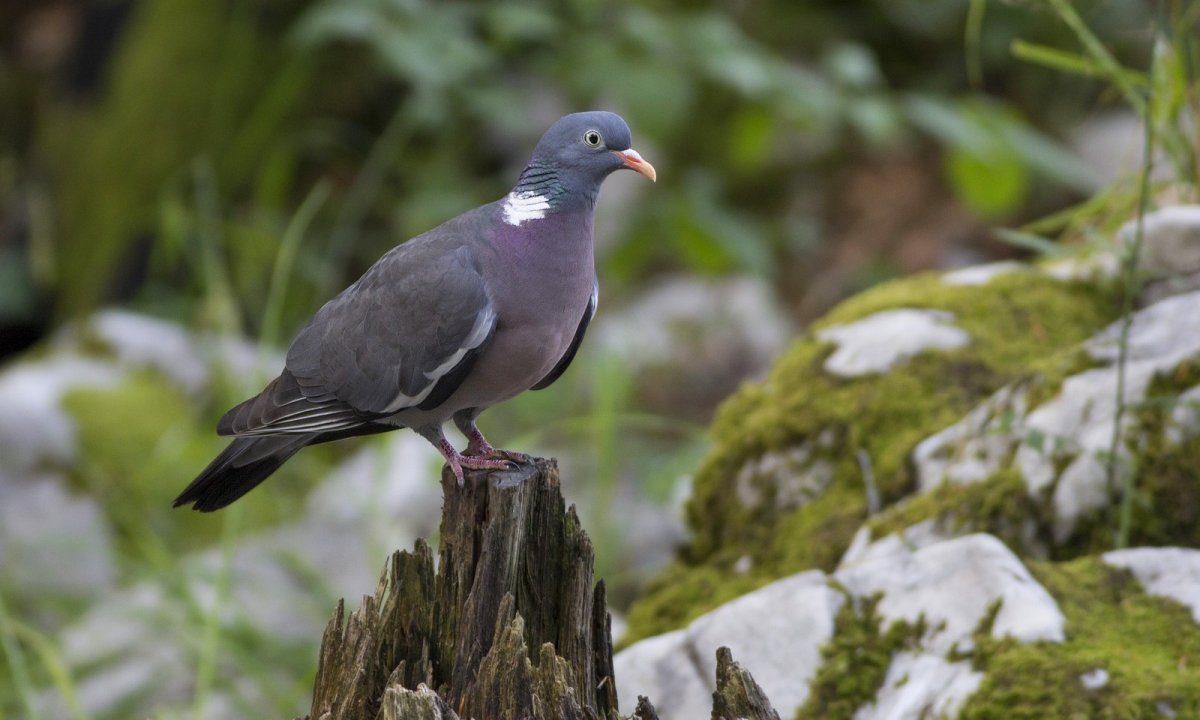 Columba inornata