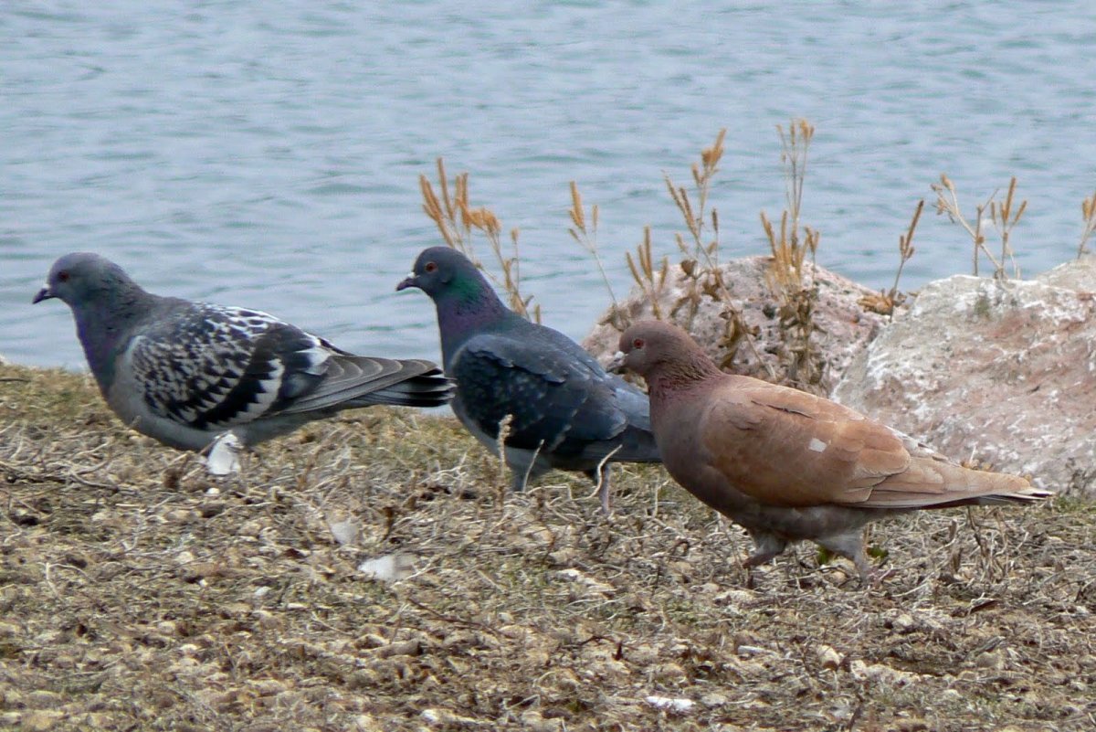 Голубь Горлица