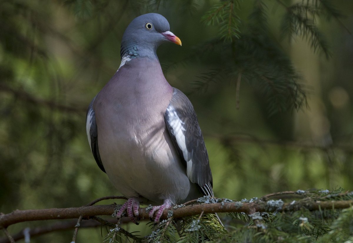 Вяхирь стреленый