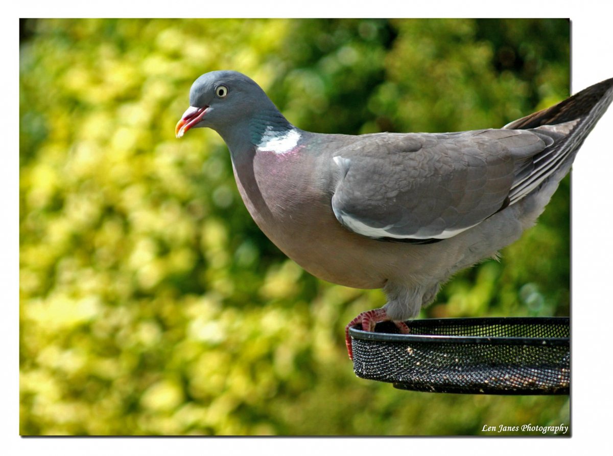 Дикие голуби Краснодарского края