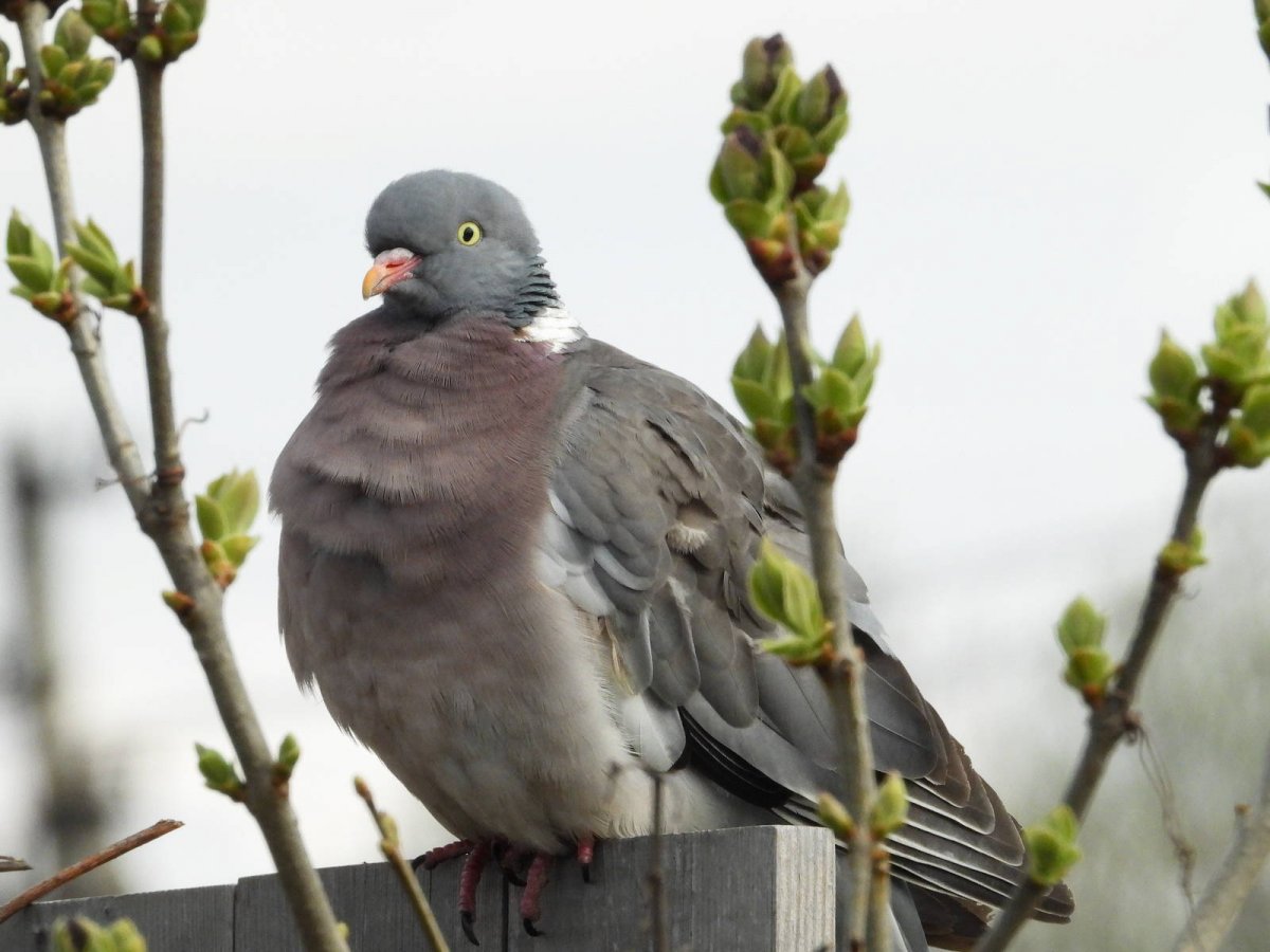 Вяхирь витютень