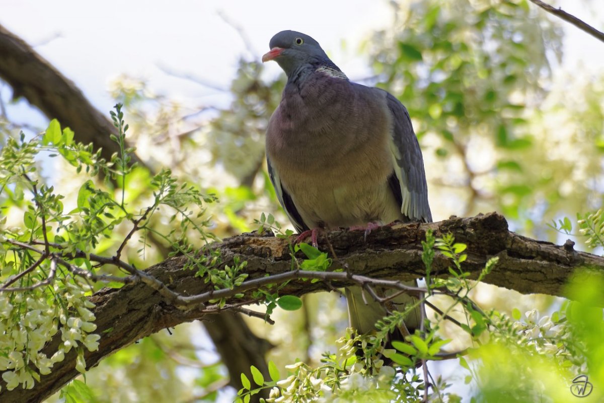 Вяхирь (Columba palumbus l.)