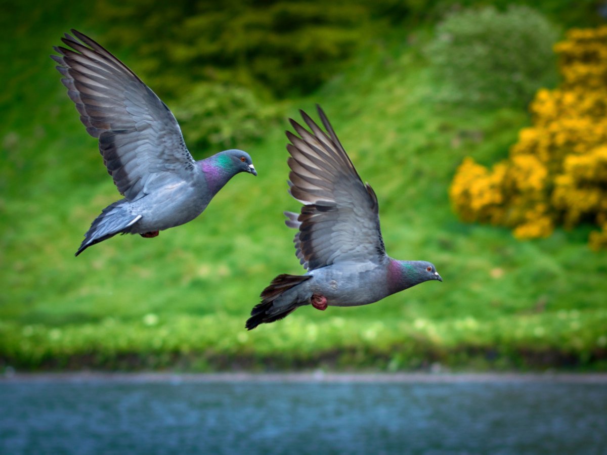 Птицы Ростова на Дону