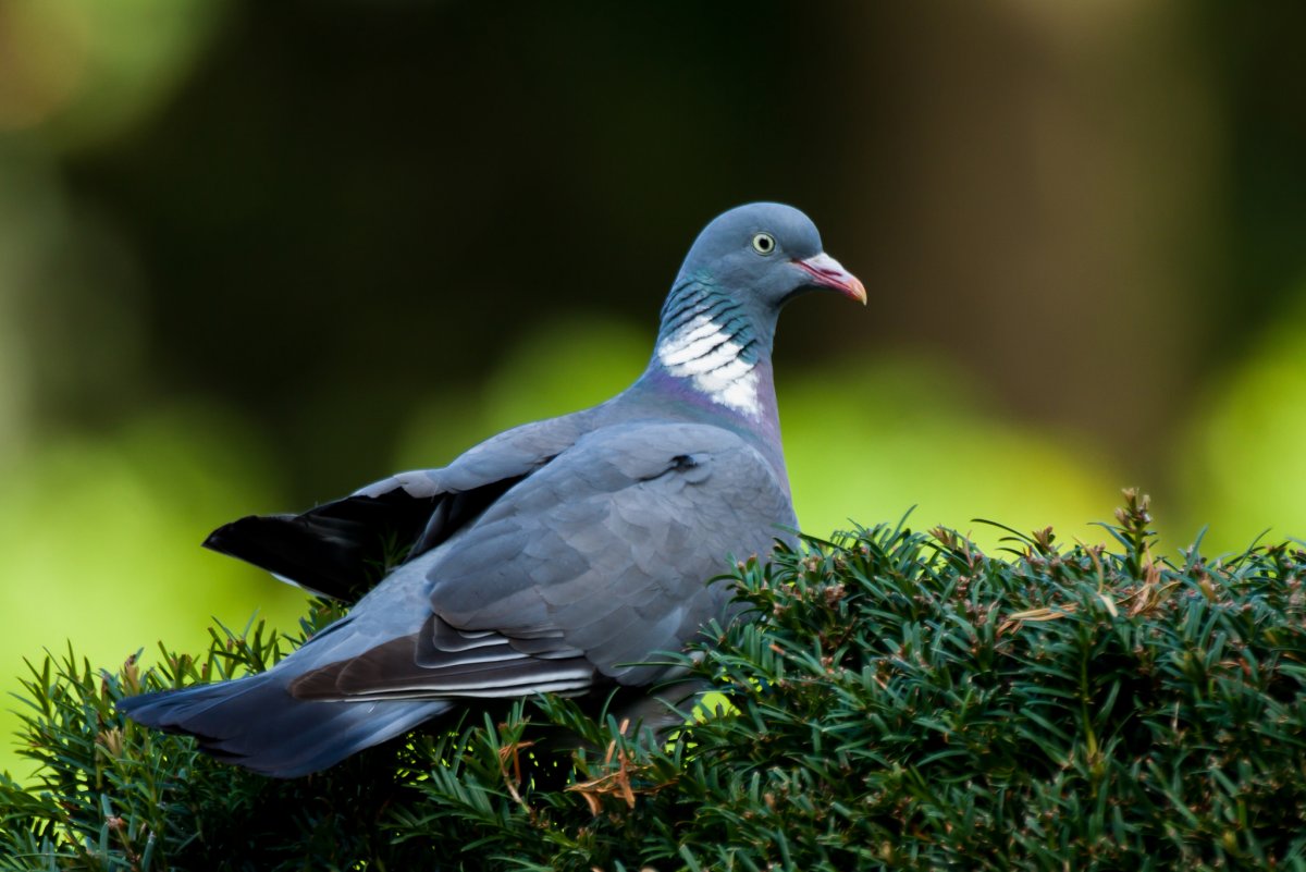 Дикий голубь Горлица
