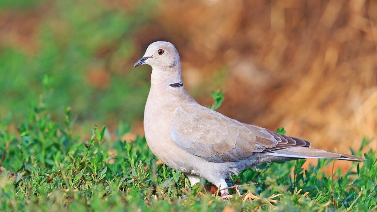 Горлица вяхирь и витютень