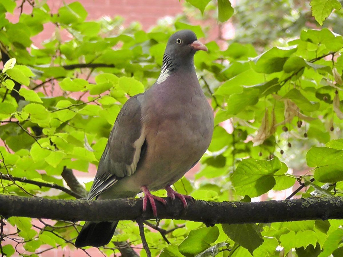 Лесной голубь вяхирь Россия