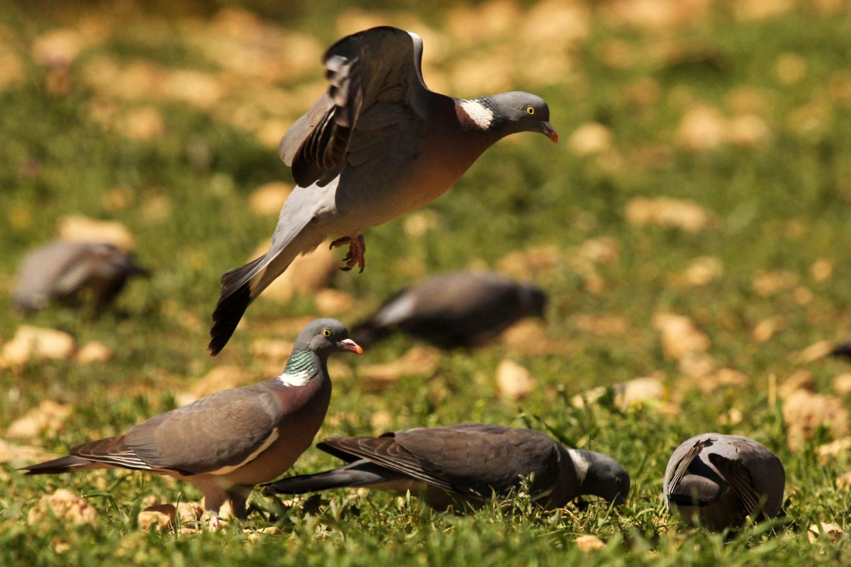 Голубь Горлица