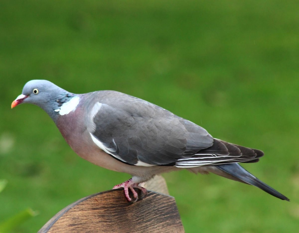 Вяхирь (Columba palumbus)