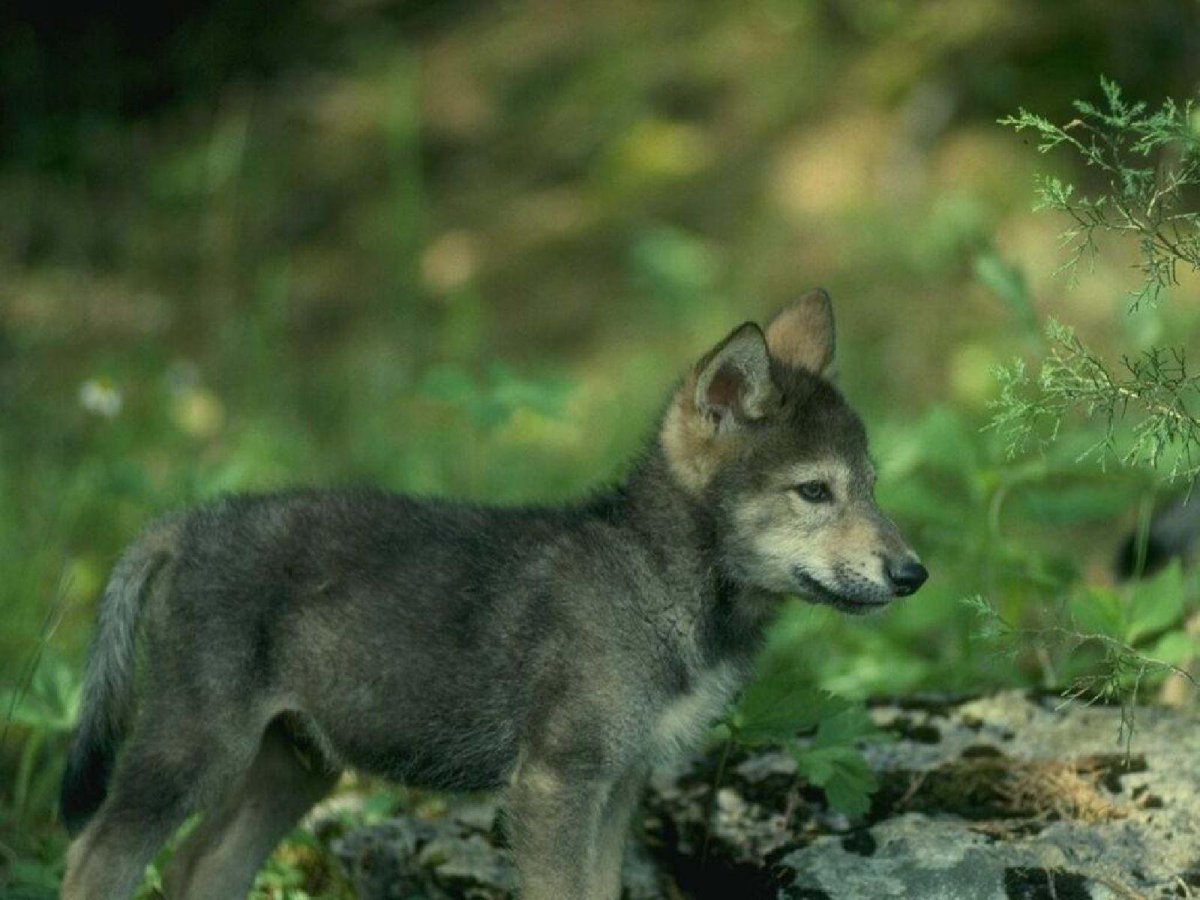 Серый волк маленький