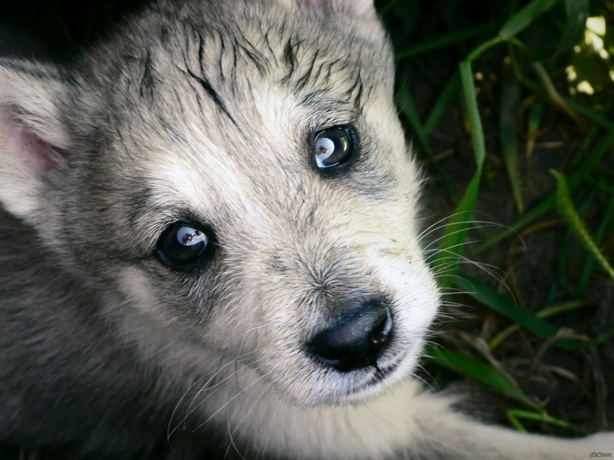 Милые волки