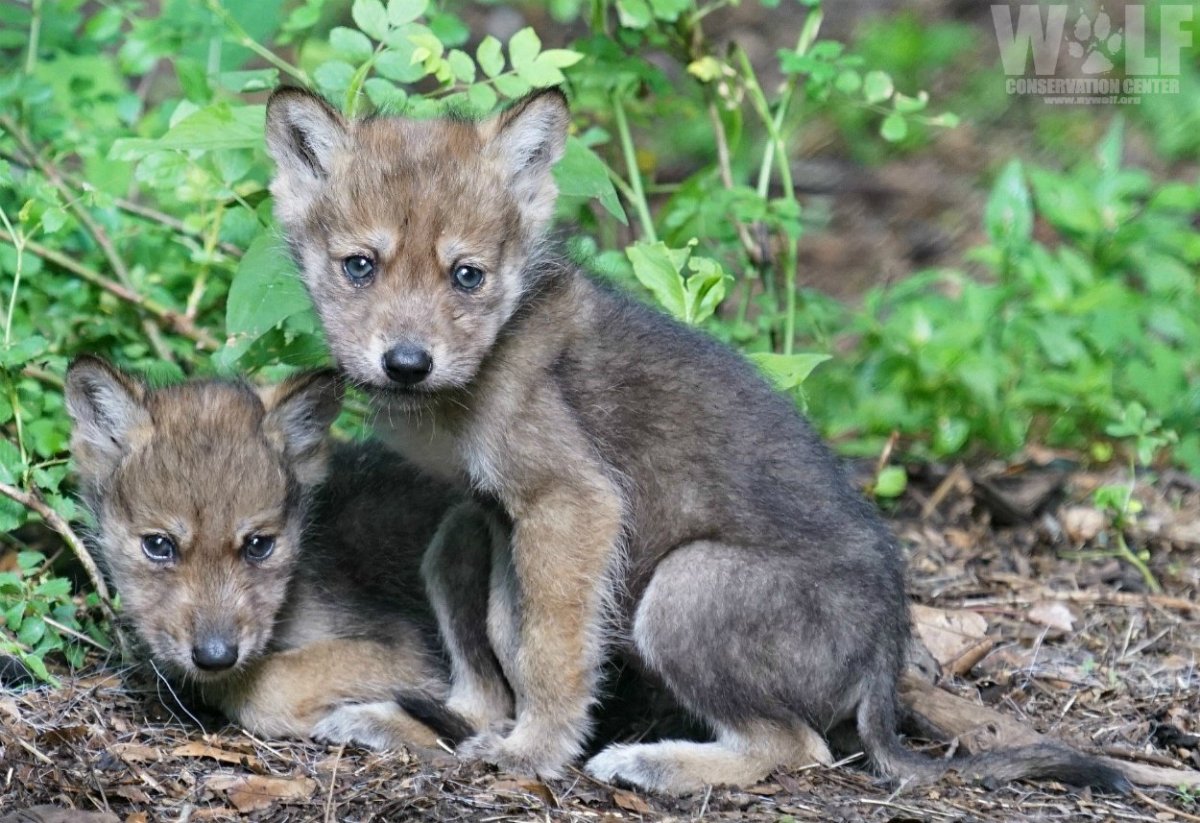 Волчонок детеныш