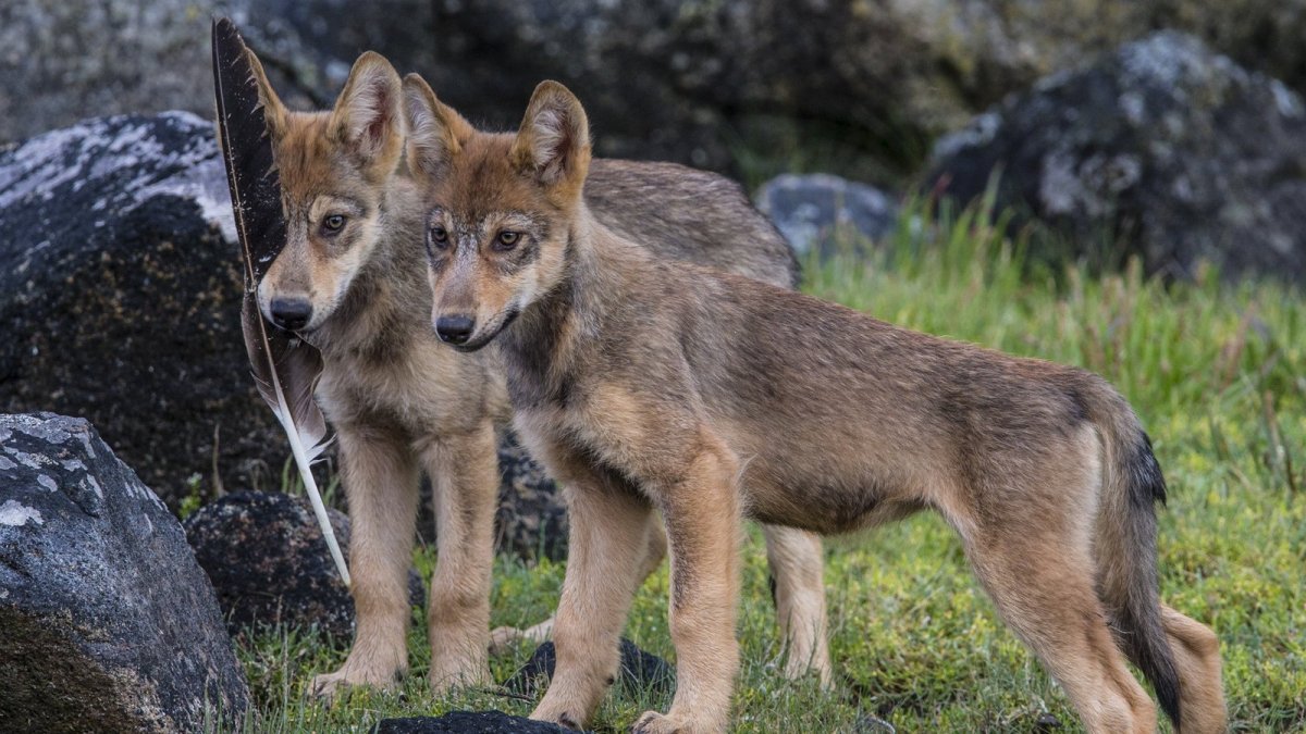 Волчонок дикий