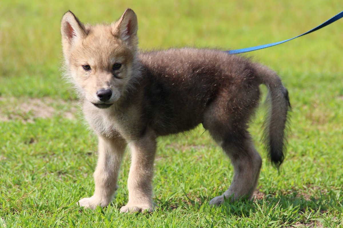 Hierran Wolfdog щенок