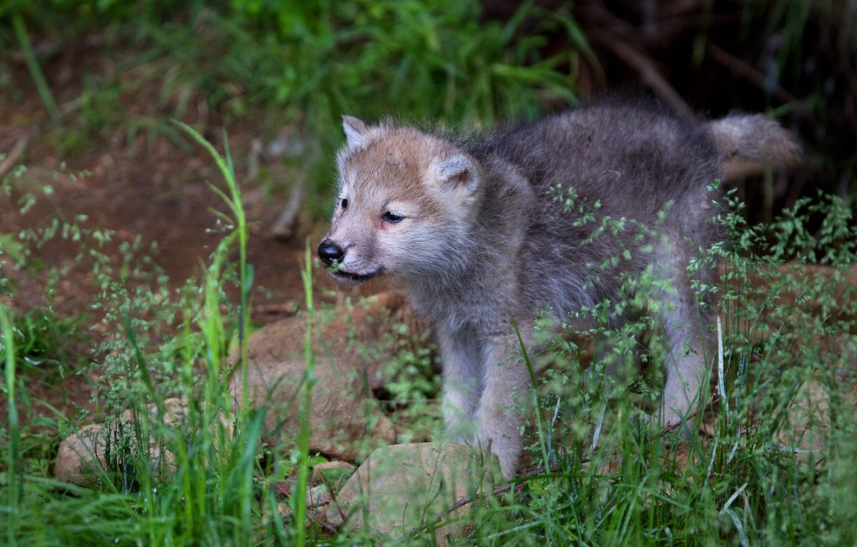 Волчонок в лесу