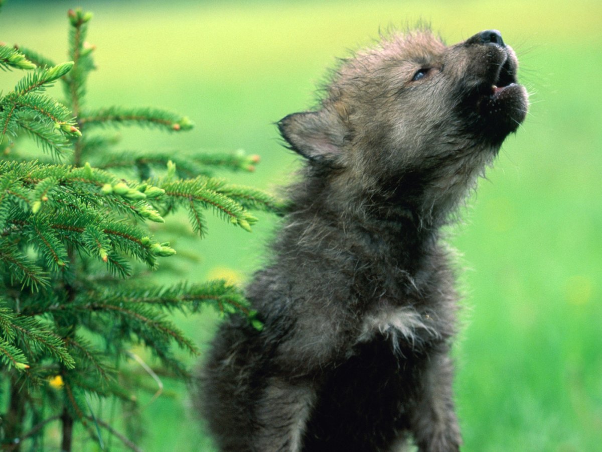 Детеныш волка