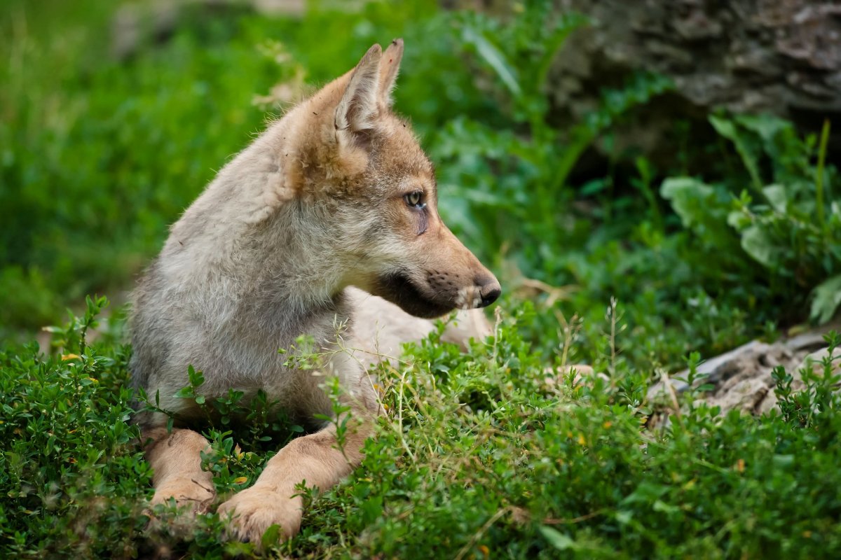 Волчонок животное