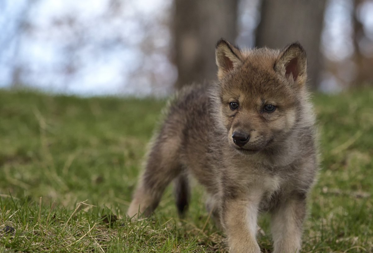 Серый Волчонок
