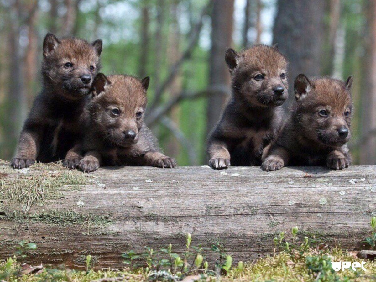 Животные с детенышами Ульяновской области