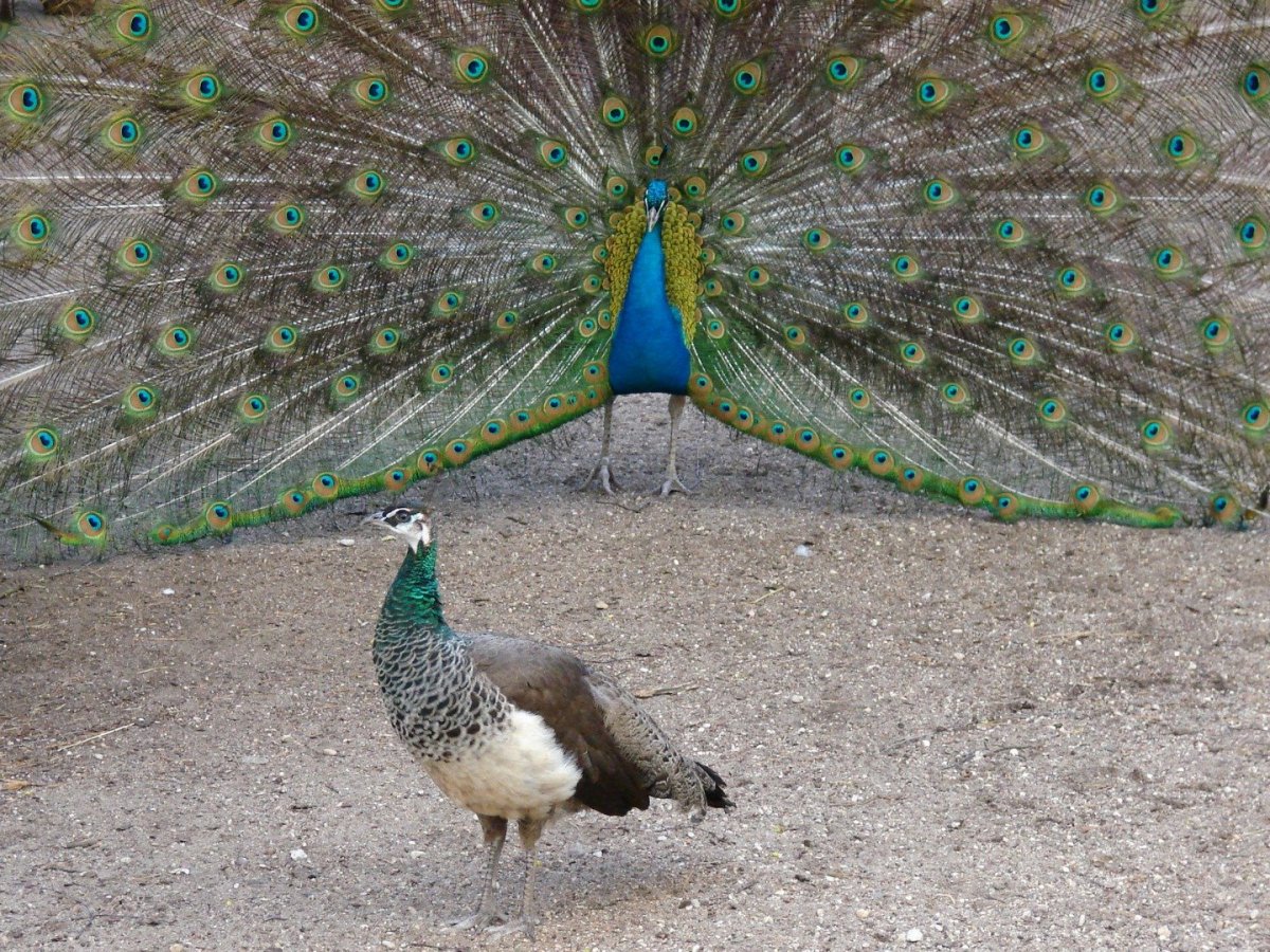 Обыкновенный Павлин самка