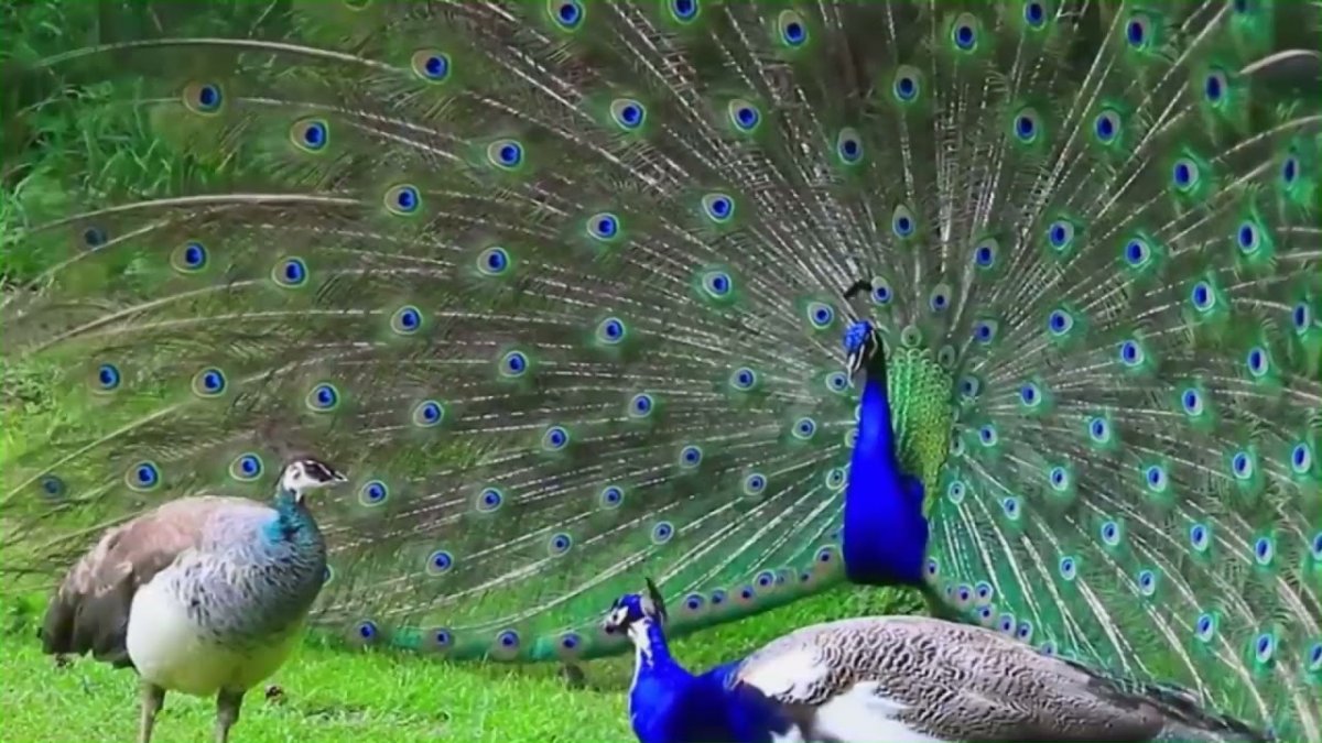 Павлин диморфизм