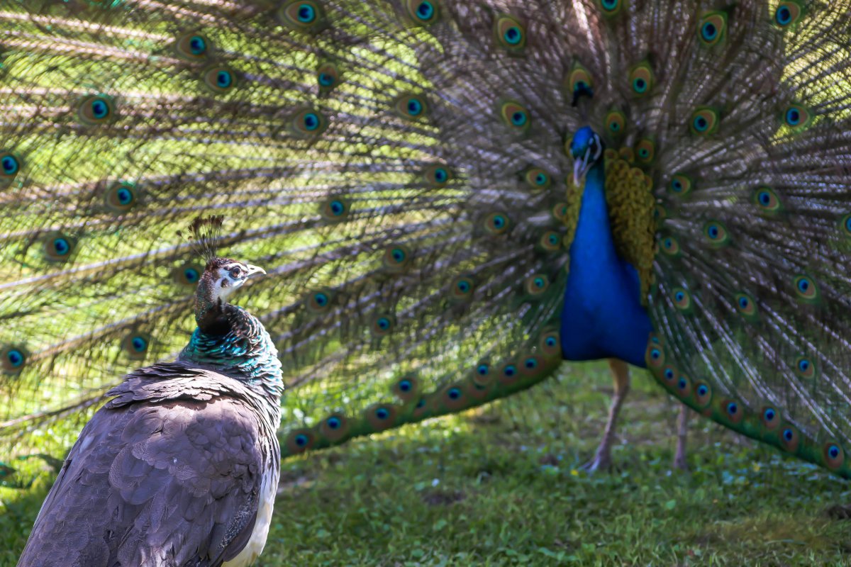 Обыкновенный Павлин Черноплечий