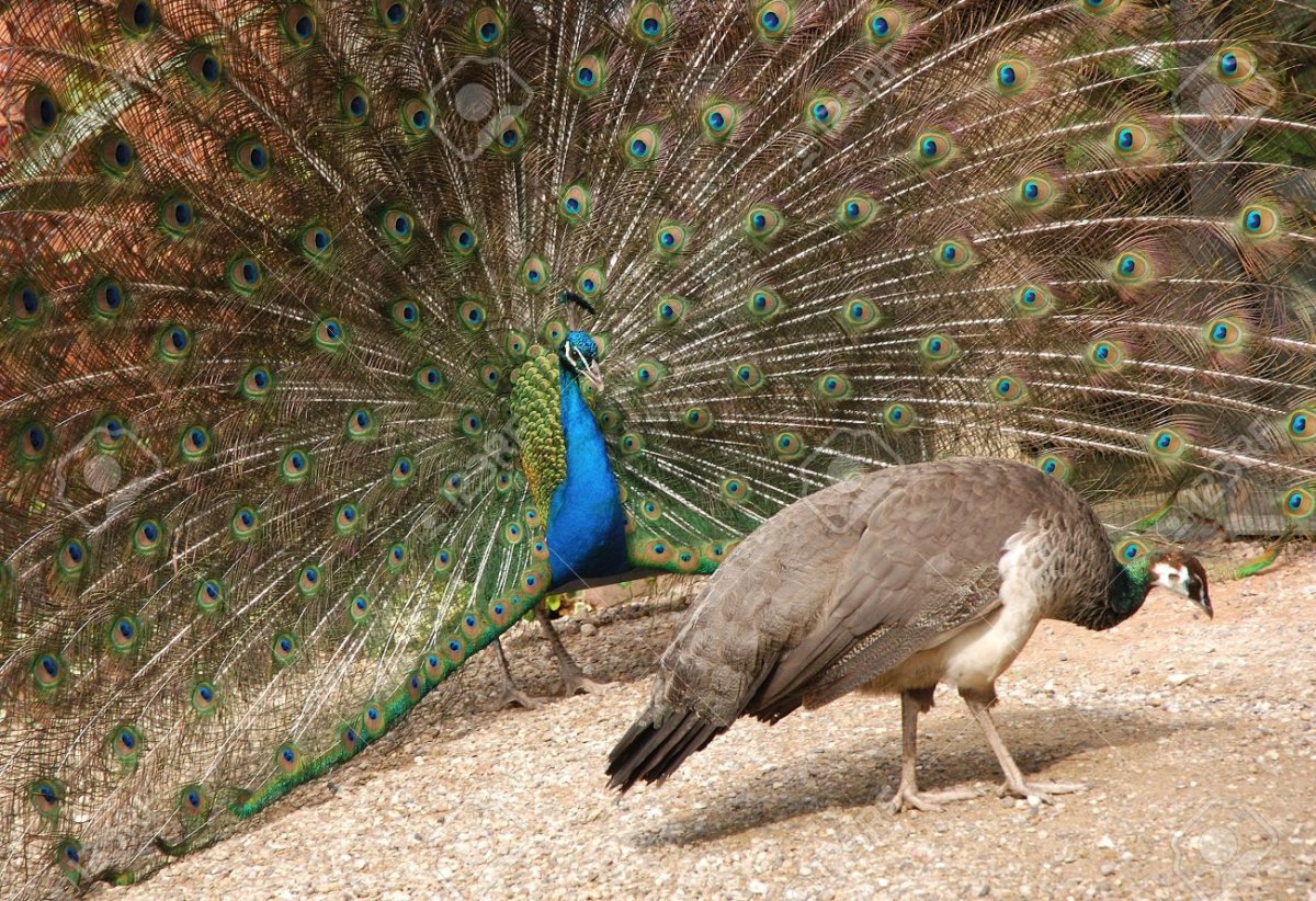 Павлин самка и самец