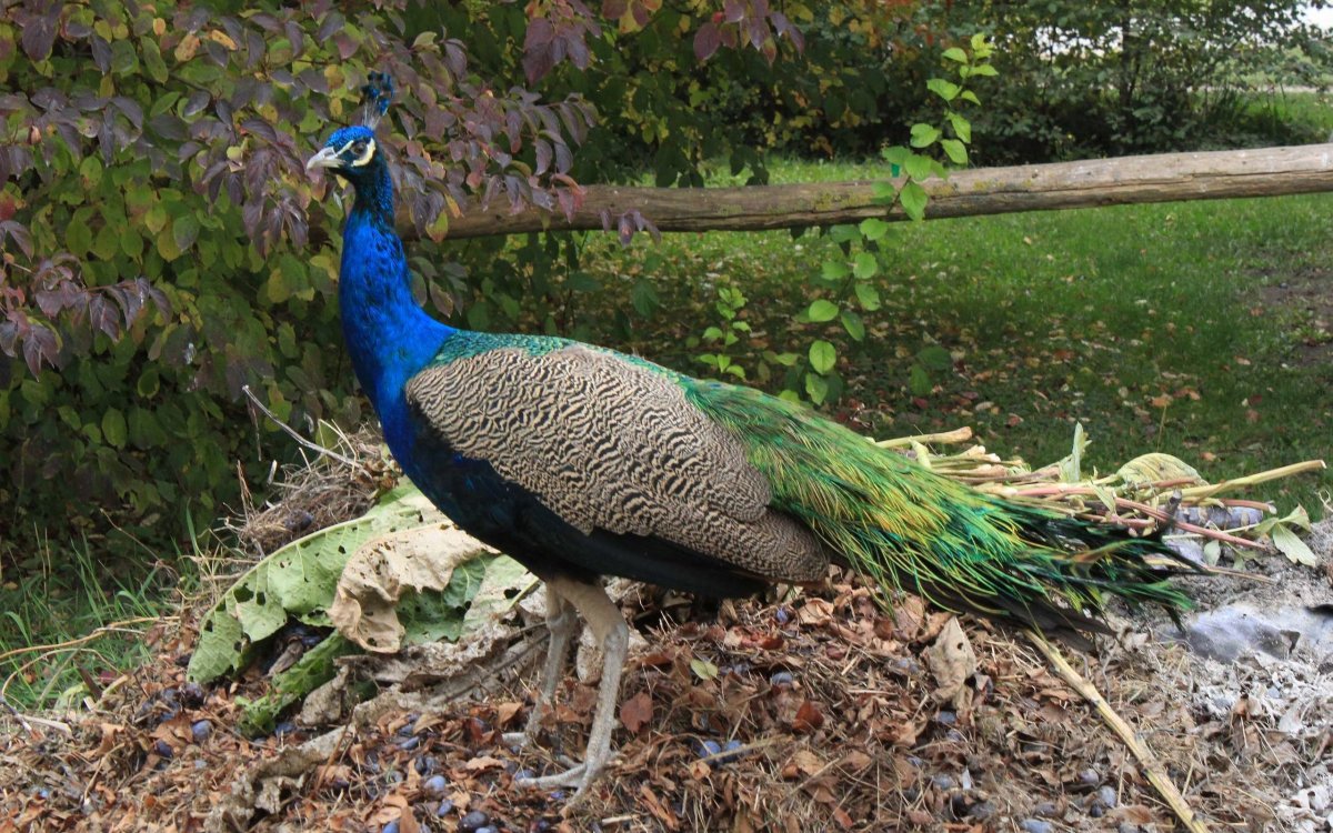 Павлины очень красивые