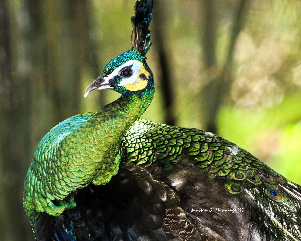 Яванский Павлин